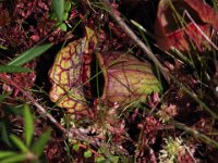 Pitcher Plants